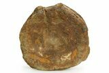 Fossil Ichthyosaur (Brachypterygius) Vertebra - England #351043-1